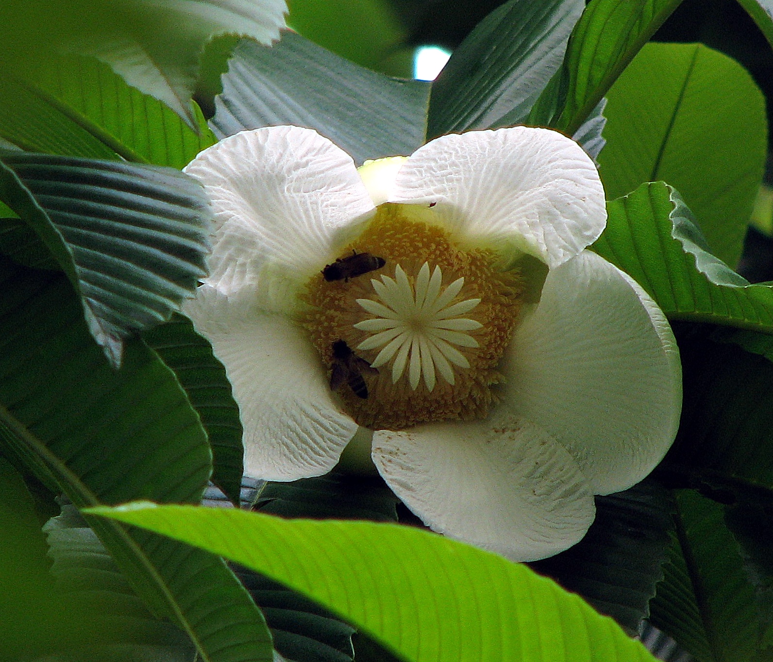 Dillenia – eFlora of India
